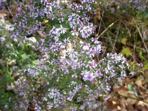 asters already starting to fade
