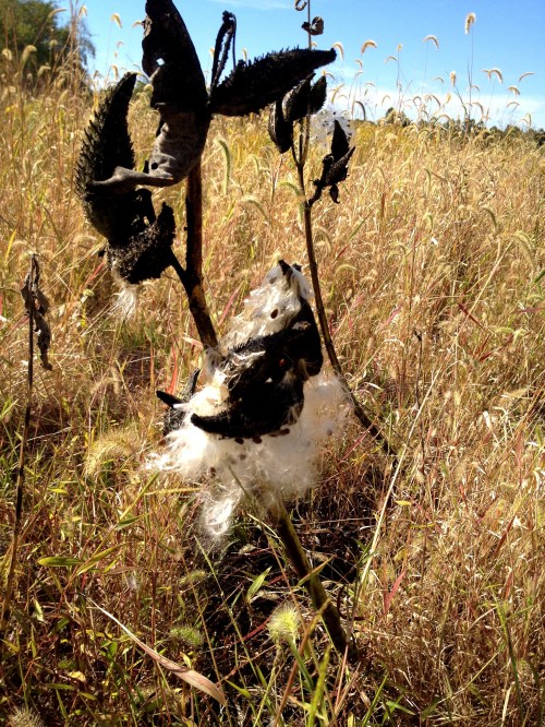 milkweed